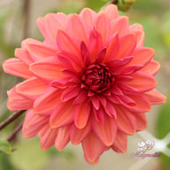 Negroni Sunset Dahlia Tuber