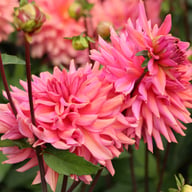 Negroni Sunset Dahlia Knöl