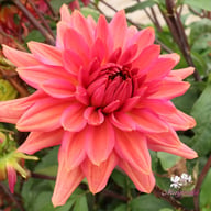 Negroni Sunset Dahlia Tuber