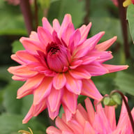 Negroni Sunset Dahlia Knöl