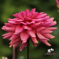 Negroni Sunset Dahlia Tuber