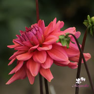 Negroni Sunset Dahlia Tuber