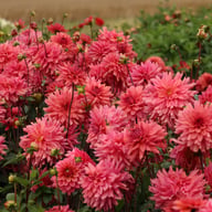 Negroni Sunset Dahlia Knöl