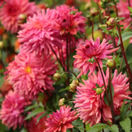 Negroni Sunset Dahlia Knöl