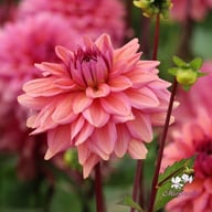 Negroni Sunset Dahlia Tuber