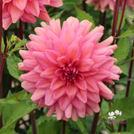 Negroni Sunset Dahlia Tuber