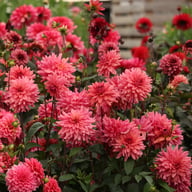 Negroni Sunset Dahlia Knöl