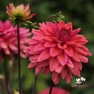 Negroni Sunset Dahlia Tuber