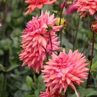 Negroni Sunset Dahlia Knöl