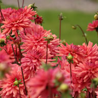Negroni Sunset Dahlia Knöl