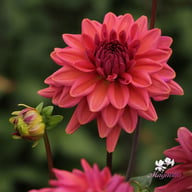 Negroni Sunset Dahlia Tuber