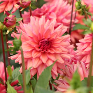 Negroni Sunset Dahlia Knöl