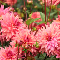 Negroni Sunset Dahlia Knöl