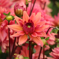 Negroni Sunset Dahlia Knöl
