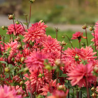 Negroni Sunset Dahlia Knöl
