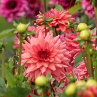 Negroni Sunset Dahlia Knöl