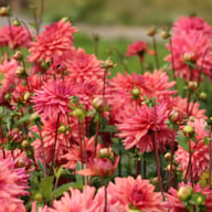 Negroni Sunset Dahlia Knöl