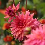 Negroni Sunset Dahlia Knöl