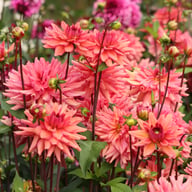 Negroni Sunset Dahlia Knöl