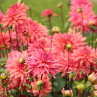 Negroni Sunset Dahlia Knöl