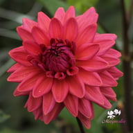 Negroni Sunset Dahlia Tuber