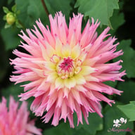 Nenekazi Dahlia Tuber
