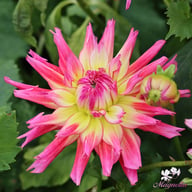Nenekazi Dahlia Tuber