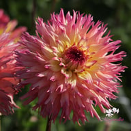 Nenekazi Dahlia Tuber
