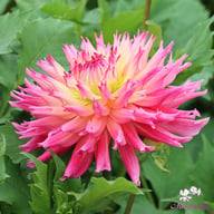Nenekazi Dahlia Tuber