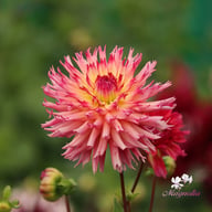 Nenekazi Dahlia Tuber