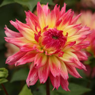 Nenekazi Dahlia Tuber