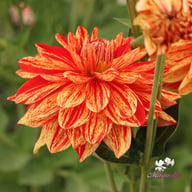 Neo Dahlia Knöl