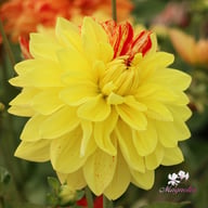 Neo Dahlia Knöl