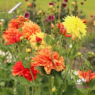 Neo Dahlia Knöl