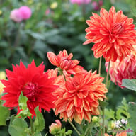 Neo Dahlia Knöl