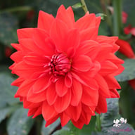 Neo Red Dahlia Knöl