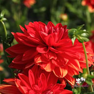 Neo Red Dahlia Knöl