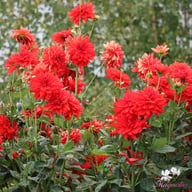 Neo Red Dahlia Knöl