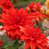 Neo Red Dahlia Knöl