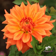 Neon Splendour Dahlia Tuber