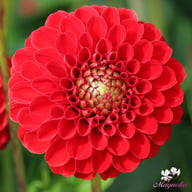 Nescio Dahlia Knöl