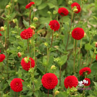 Nescio Dahlia Knöl