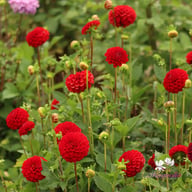 Nescio Dahlia Knöl