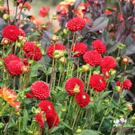 Nescio Dahlia Knöl