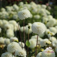 Never Give Up Dahlia Tuber