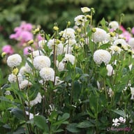 Never Give Up Dahlia Tuber