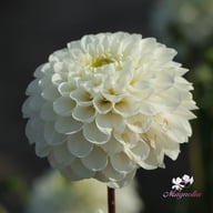 Never Give Up Dahlia Tuber