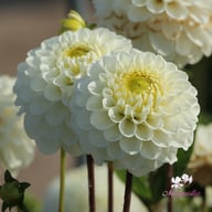Never Give Up Dahlia Tuber