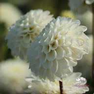 Never Give Up Dahlia Tuber