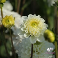 Never Give Up Dahlia Tuber